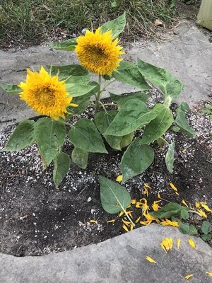 IMG_6307.jpeg
