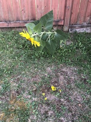 IMG_6311.jpeg