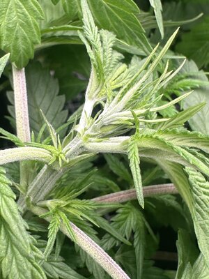 IMG_7072.jpeg