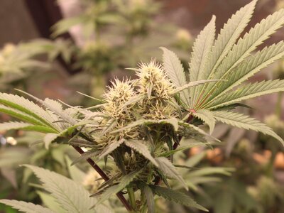 Sept 16 Grape Skunk twins 2.JPG