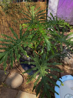 IMG_2271[1].jpeg