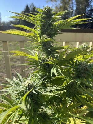 IMG_0893.jpeg