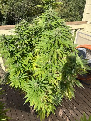 IMG_0890.jpeg