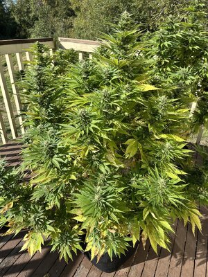 IMG_0888.jpeg