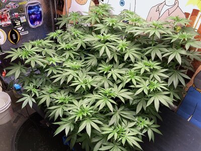 IMG_2318[1].jpeg