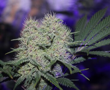 Sept 27 Grape skunk twins.JPG
