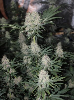Sept 27 Grape skunk.JPG