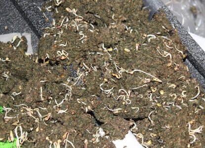 Sept 27 sprouts.JPG