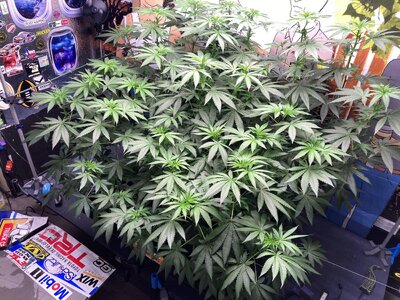 IMG_2377[1].jpeg