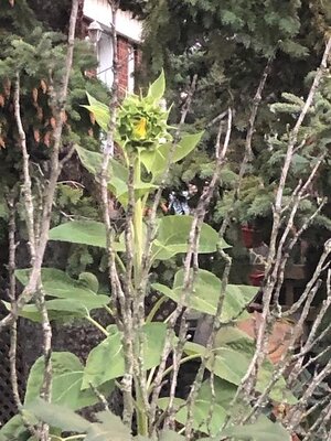 IMG_6576.jpeg