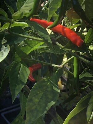 IMG_6596.jpeg