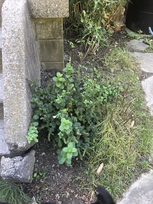 IMG_6594.jpeg