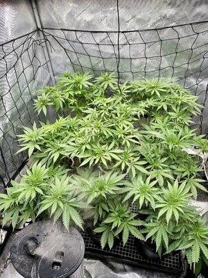 IMG_7175.jpeg