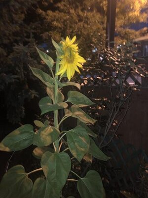 IMG_6656.jpeg