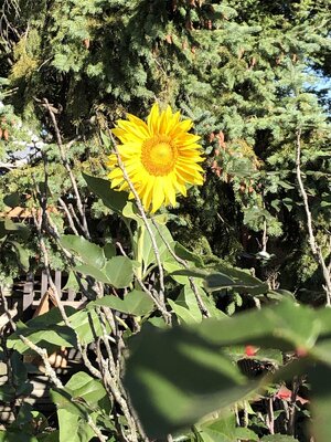 IMG_6730.jpeg