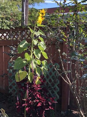 IMG_6731.jpeg