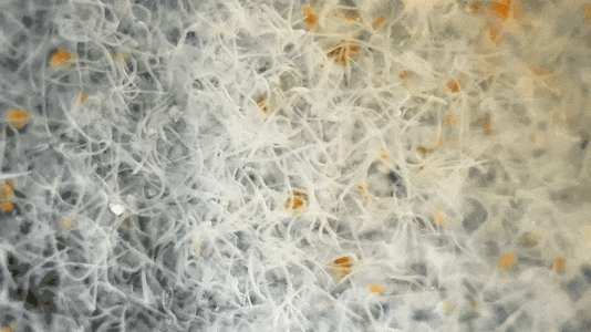 2020_0101_003614_727_1_1.gif