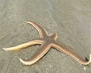 starfish-missing-arm.jpg