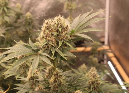 Oct 3 Grape skunk twins.JPG