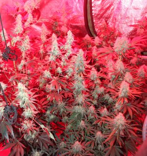Oct 3 reds on crop.JPG
