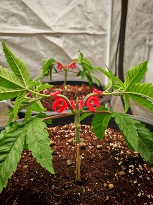 IMG_20251005_223005.jpg IMG_20251005_223005.jpg