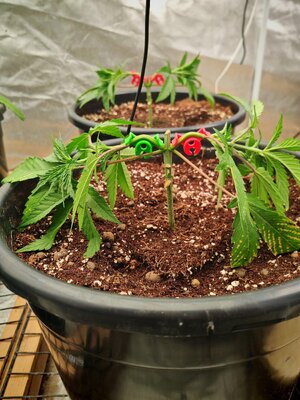 IMG_20251005_222946.jpg IMG_20251005_222946.jpg