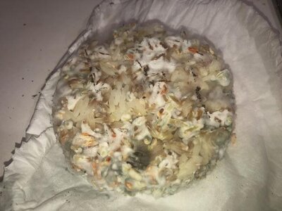 IMG_6824.jpeg IMG_6824.jpeg