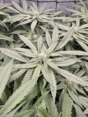 IMG_7238.jpeg
