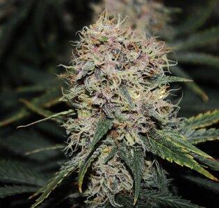 Oct 3 Grape Skunk 1.JPG