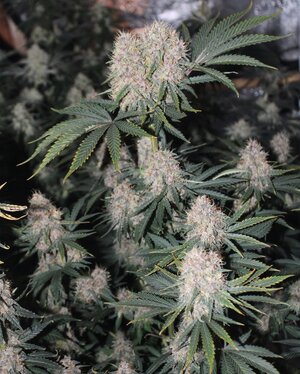 Oct 3 grape Skunk 2.JPG