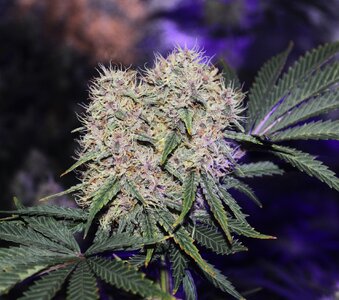 Oct 3 Grape skunk Twins A.JPG