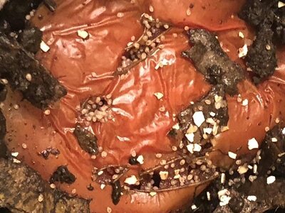 IMG_6868.jpeg IMG_6868.jpeg