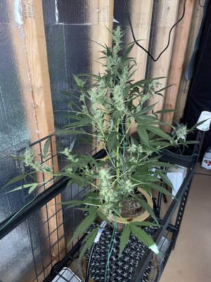 IMG_2851.jpeg IMG_2851.jpeg