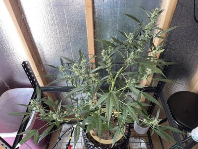 IMG_2852.jpeg IMG_2852.jpeg