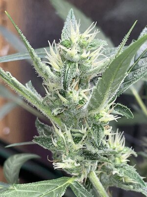 IMG_2862.jpeg IMG_2862.jpeg