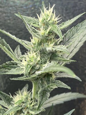 IMG_2863.jpeg IMG_2863.jpeg