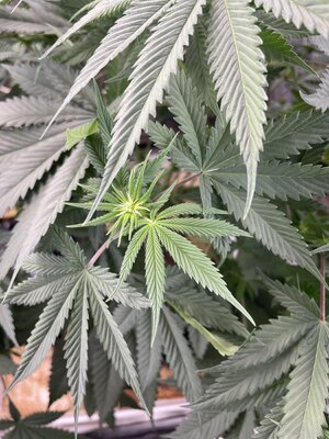 IMG_2861.jpeg IMG_2861.jpeg