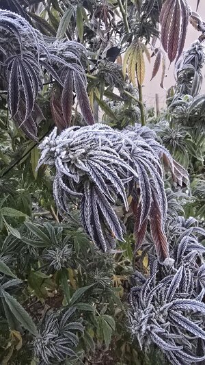 20251010_065509.jpg