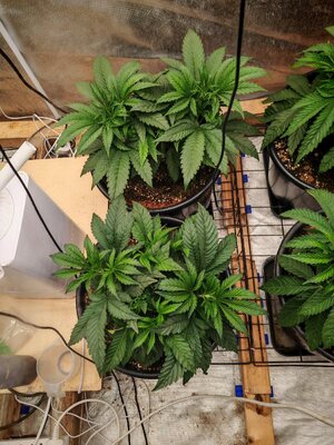 IMG_20251013_230326.jpg IMG_20251013_230326.jpg