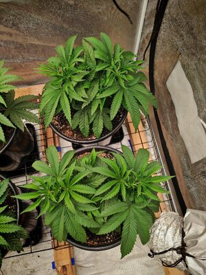 IMG_20251013_230332.jpg IMG_20251013_230332.jpg