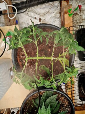 IMG_20251013_231900.jpg IMG_20251013_231900.jpg