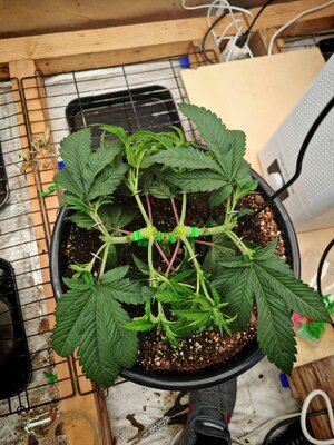 IMG_20251013_234627.jpg IMG_20251013_234627.jpg