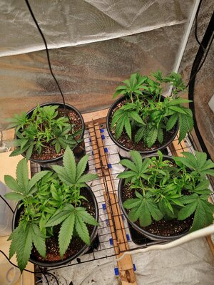 IMG_20251013_235511.jpg IMG_20251013_235511.jpg