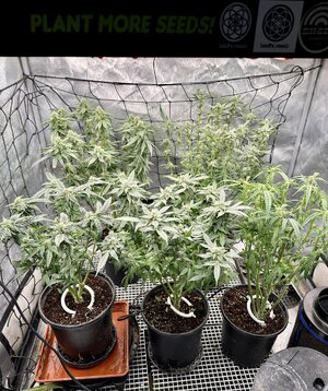 IMG_7282.jpeg IMG_7282.jpeg