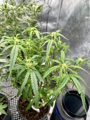 IMG_7283.jpeg IMG_7283.jpeg