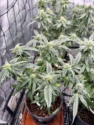 IMG_7285.jpeg IMG_7285.jpeg