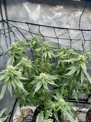 IMG_7286.jpeg IMG_7286.jpeg