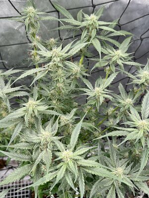 IMG_7288.jpeg IMG_7288.jpeg