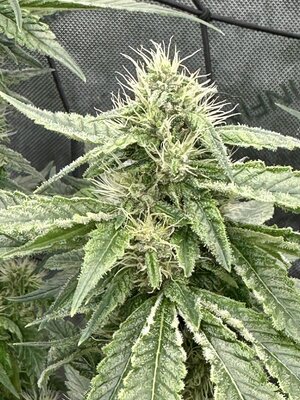 IMG_7290.jpeg IMG_7290.jpeg