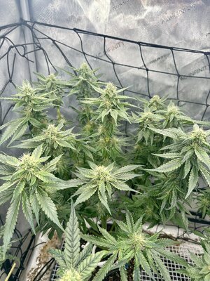 IMG_7315.jpeg